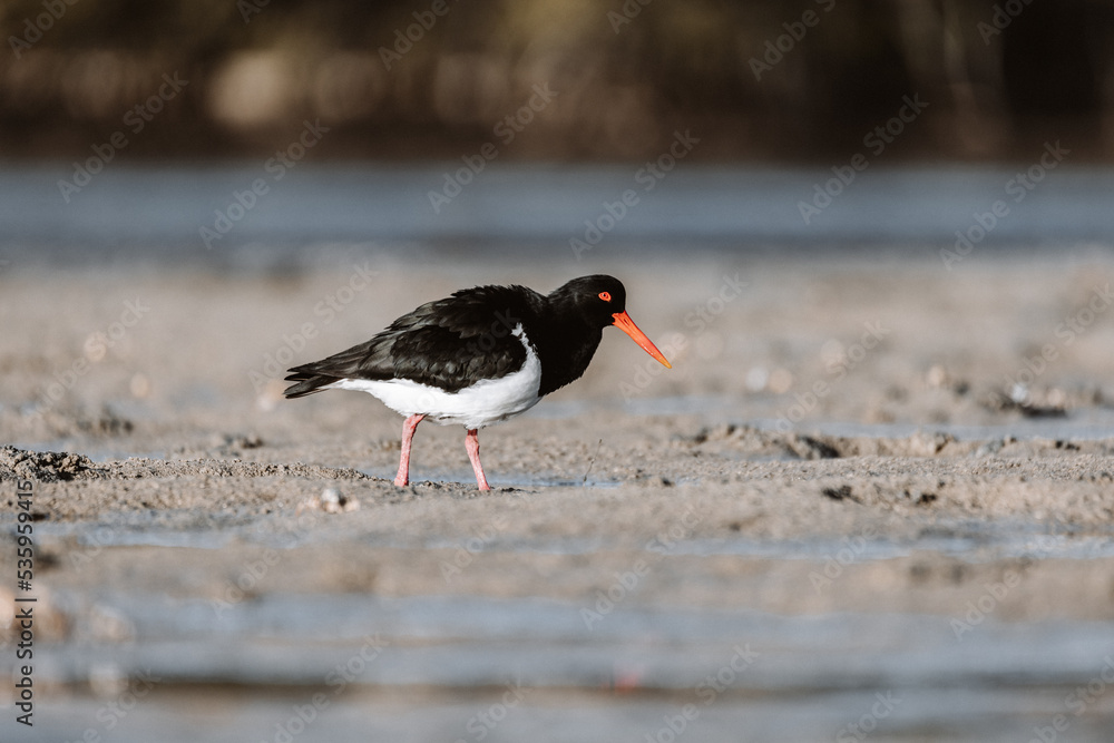 Pied Oystercatcher bird looking for crabs at a lake Pied Oystercatcher bird looking for crabs at a lake