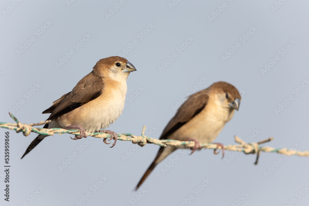 Obraz premium Indian Silverbills perched on barbed wire