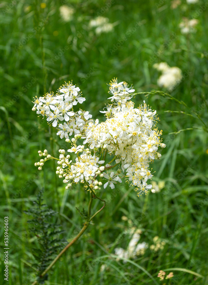 summer-spring mood, natural mountain park, flowering plants in the bosom of nature on a sunny day. summer-spring mood, natural mountain park, flowering plants in the bosom of nature on a sunny day.