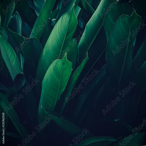 tropical rainforest leaves tropical plants In a tropical garden on a black background, variegated green leaves form a nature