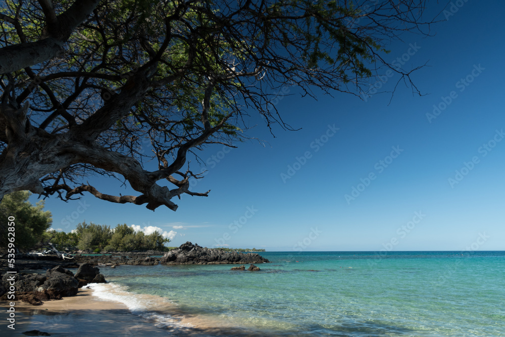 Long tree branches form shades and frame horizon at Puako Beach - 4