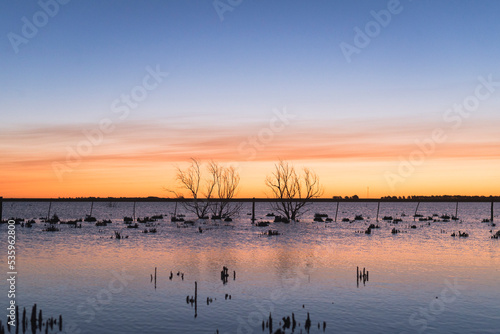 Flooded field landscape with bare trees and delicate clouds at dusk, last light, lagoon in a field