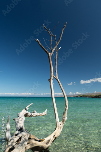 Beautiful dry white trees adding to serenity of Waialea beach - 21