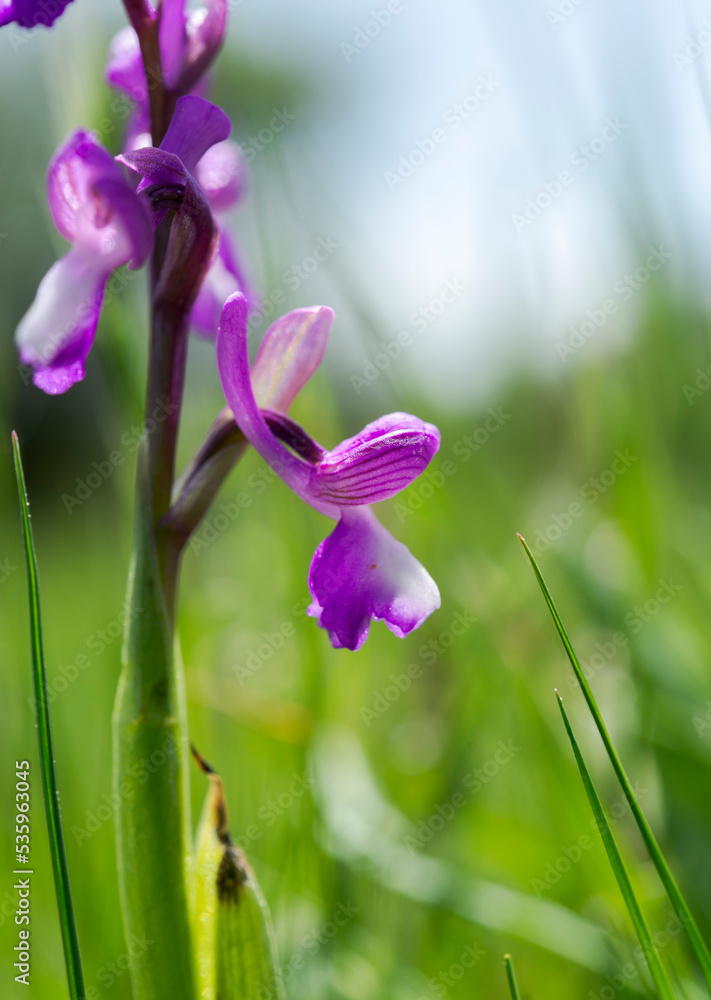 Green-winged orchid, Orchis morio. Photo taken in Guadarrama Mountains, La Pedriza, Madrid, Spain Green-winged orchid, Orchis morio. Photo taken in Guadarrama Mountains, La Pedriza, Madrid, Spain