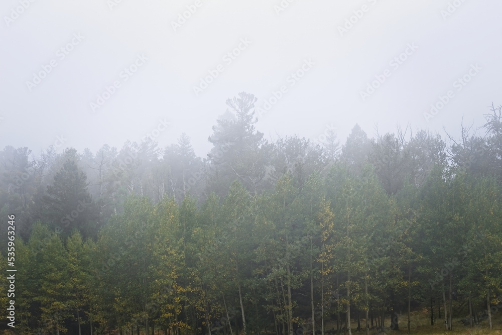 Pine and aspen forest in the fog