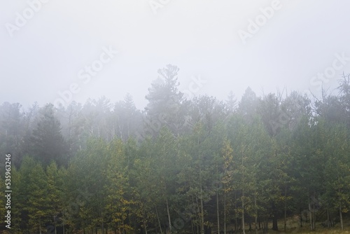 Pine and aspen forest in the fog © Jeff