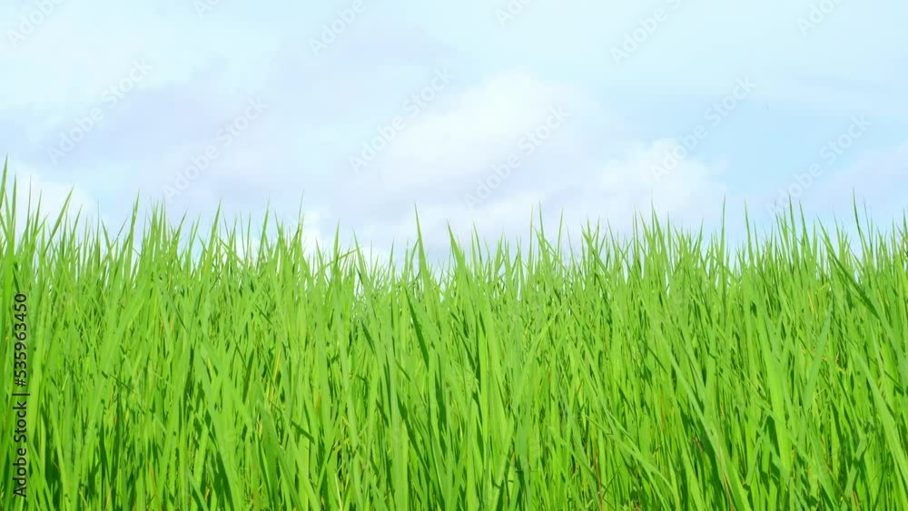 The green rice fields move in the wind. The green rice fields move in the wind.