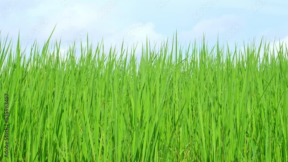 The green rice fields move in the wind. The green rice fields move in the wind.