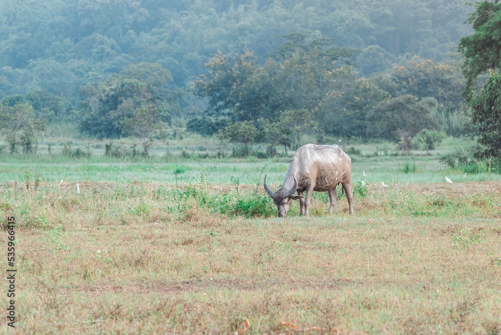 Thai buffalo eat grass in a wide field ,Horned buffalo, In nature at northern thailand. Thai buffalo eat grass in a wide field ,Horned buffalo, In nature at northern thailand.