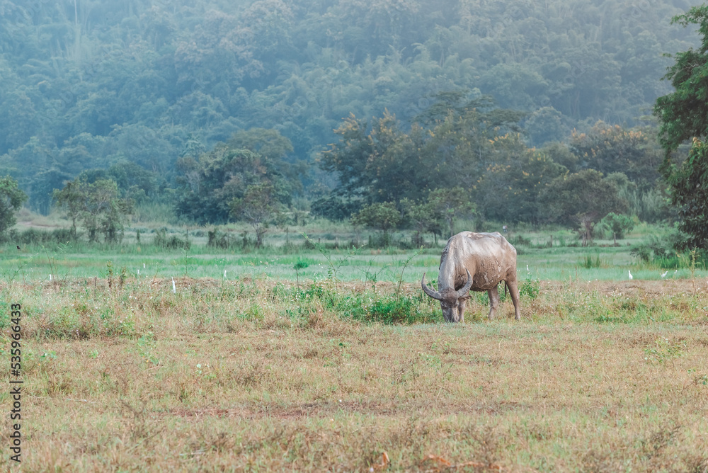 Fototapeta premium Thai buffalo eat grass in a wide field ,Horned buffalo, In nature at northern thailand.