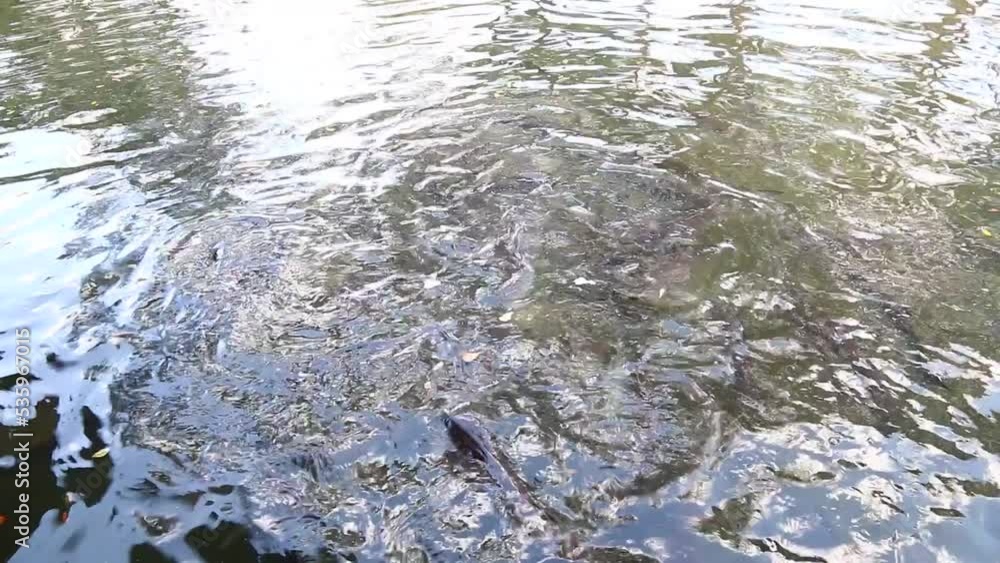 feeding fish a bread in water feeding fish a bread in water