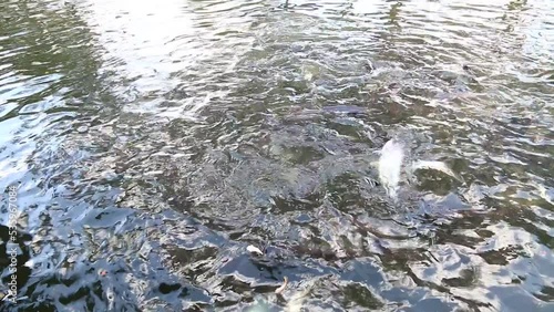 feeding bread a fish in water photo