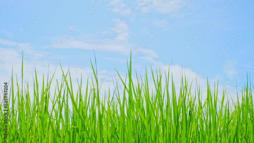 The green rice fields move in the wind. The green rice fields move in the wind.