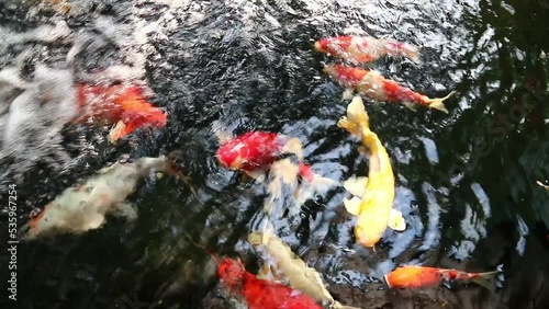 fancy carps enjoy swimming in the pond.