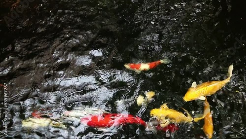 fancy carps enjoy swimming in the pond.