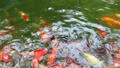 fancy carps swim in pond and waiting for food.