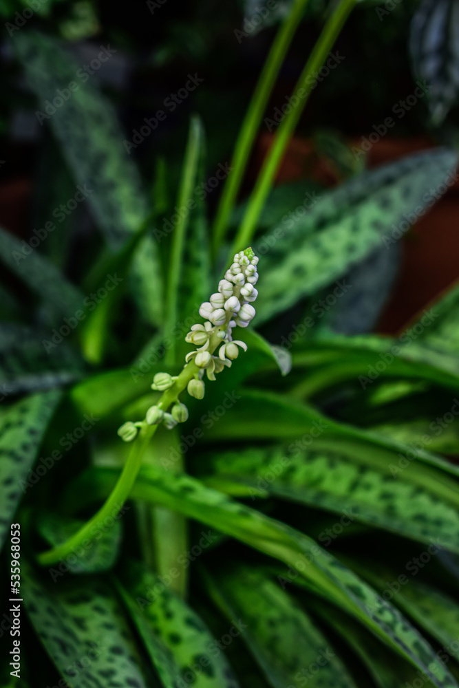 Ledebouria is a genus of African bulbous perennial herbs in the Asparagus family, Asparagaceae, subfamily Scilloideae. Ledebouria is a genus of African bulbous perennial herbs in the Asparagus family, Asparagaceae, subfamily Scilloideae.