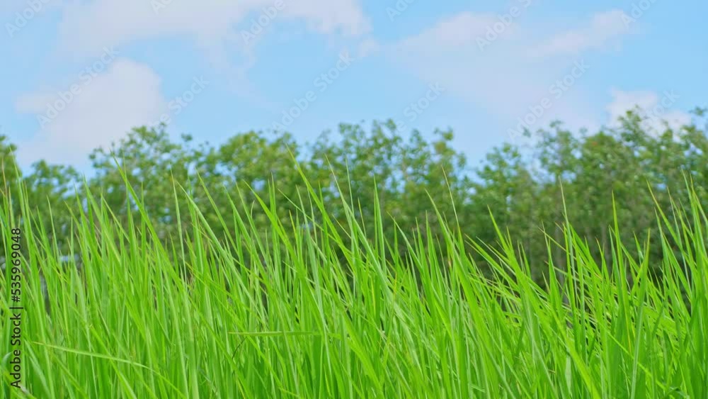 The green rice fields move in the wind. The green rice fields move in the wind.