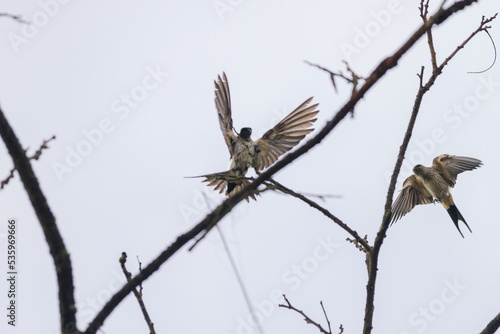 bird on a branch © Komodo Studios 