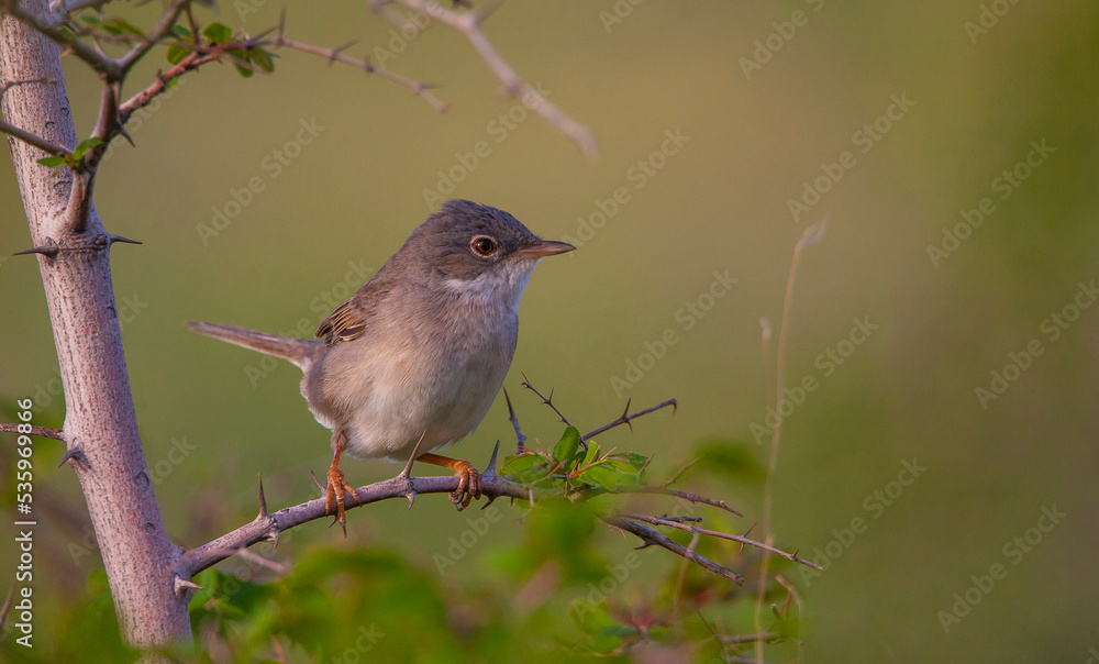 Common Whitethroat (Sylvia communis) is a warbler that lives in scrub and forest areas. it is common in Asia, Europe and Africa. Common Whitethroat (Sylvia communis) is a warbler that lives in scrub and forest areas. it is common in Asia, Europe and Africa.