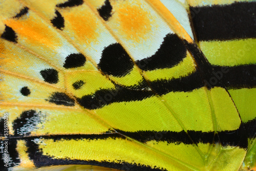 Canvas Print butterfly wing