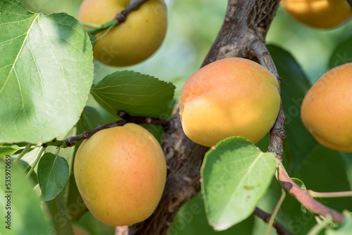 The apricot trees are full of mature apricots