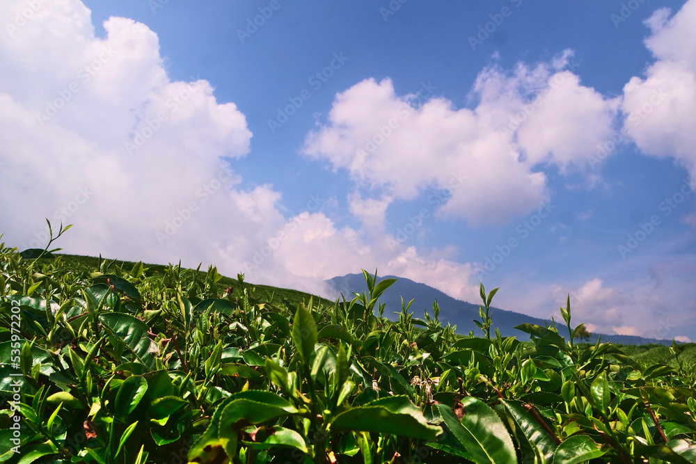 awesome tea garden and mountain