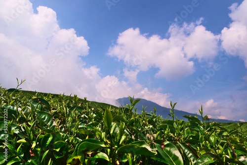awesome tea garden and mountain