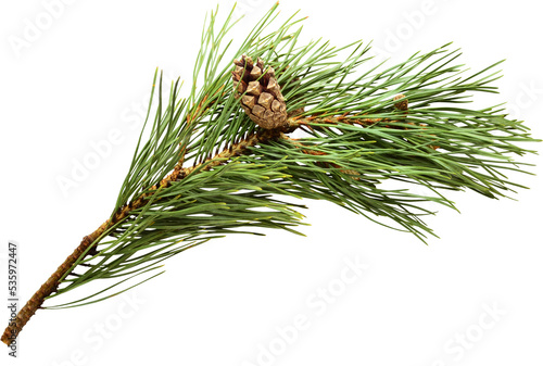 Fotografia Pine fir branch with cone on transparent background