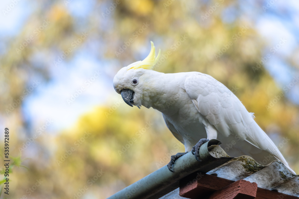 Friendly Sulphur-Crested White Cockatoo On The Roof Of A Home