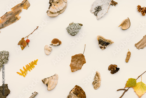 Autumn nature flatlay pattern with polypore mushrooms, branches tree, yellow fallen leaves, moss, bark. Minimal still life from wild plants of fall forest, biology and environment concept.