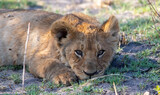 Portrait of an African lion cub
