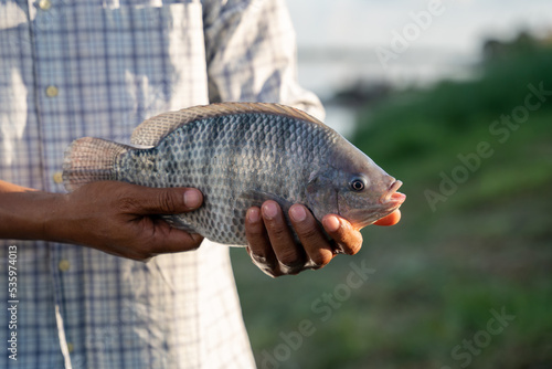 Photography Aquaculture farmers hold quality tilapia yields in hand