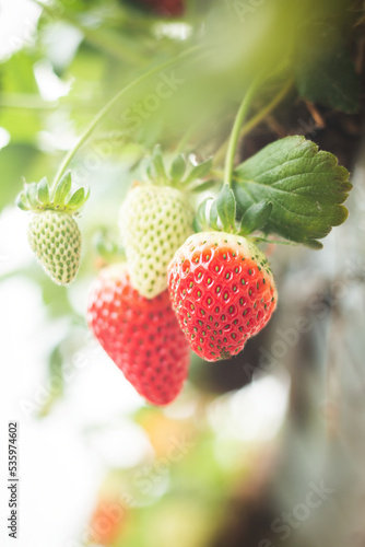 Fresh ripe organic strawberry hanging on containers against the green leaves background of a blooming garden. Blurred beauty bokeh background.