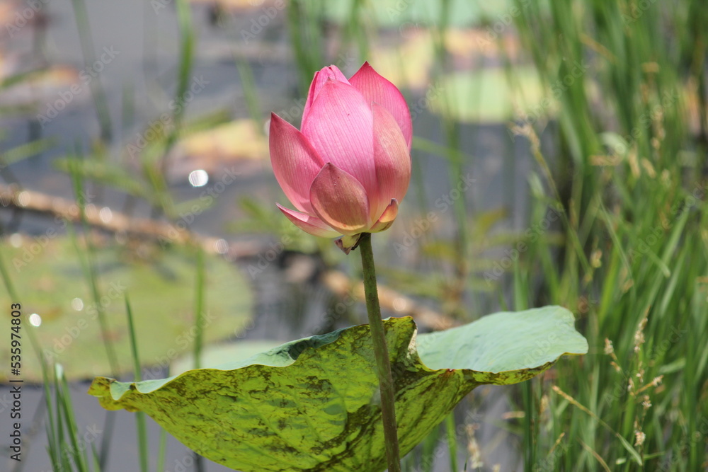 Lotus, a beautiful aquatic plant, is not only used to color the water surface, but also to create beauty for all eyes to see, and is also a symbol of Ubon Ratchathani Province, Thailand. Lotus, a beautiful aquatic plant, is not only used to color the water surface, but also to create beauty for all eyes to see, and is also a symbol of Ubon Ratchathani Province, Thailand.