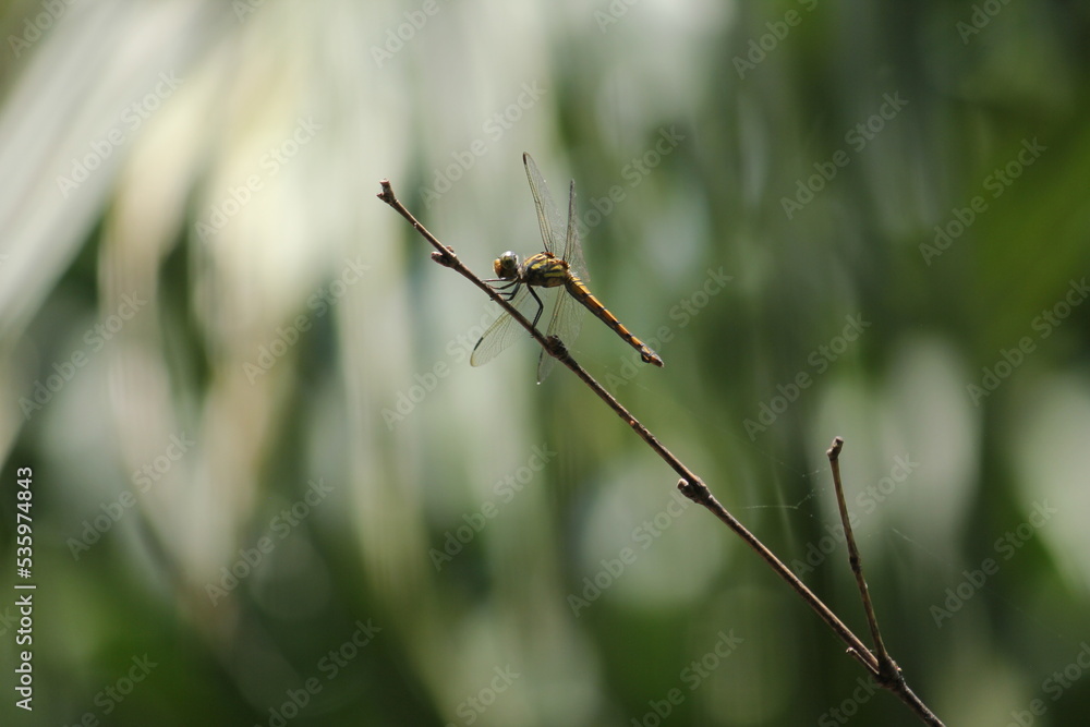 Dragonfly on a clothes line. Dragonfly on a clothes line.