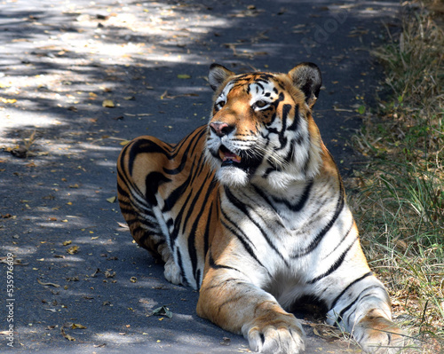 Photography Bengal tiger