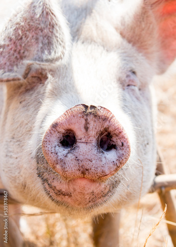 retrato de cerdo con tierra en osico y una orja caida 