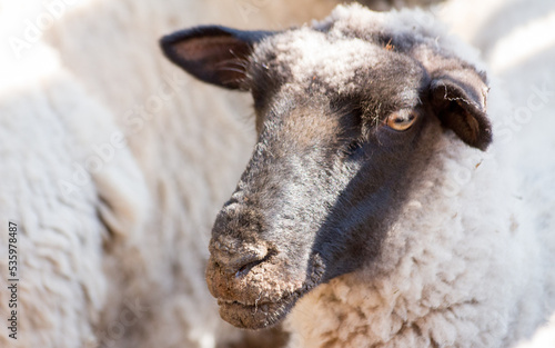 oveja con ectima contagioso afectando morro y nariz 
