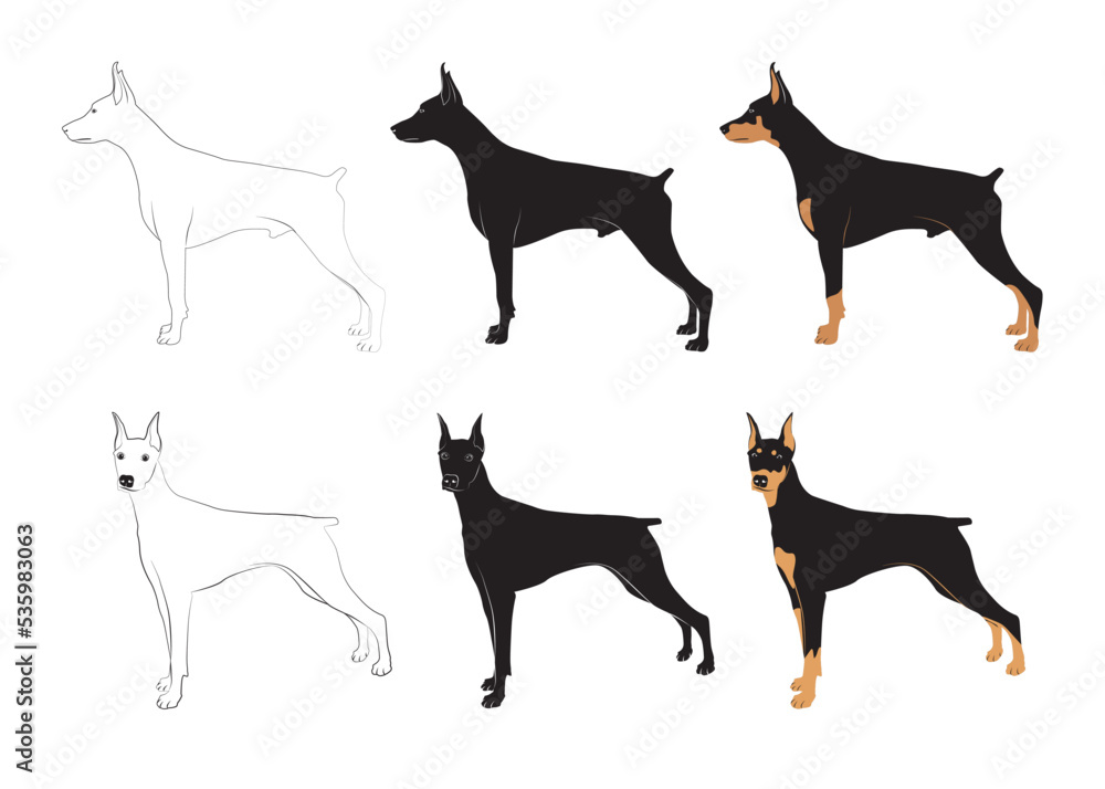 Doberman set. Vector illustration of dog breeds in flat style. Cute dog. Vector illustration isolated on white background. beautiful standing. Love dog, 