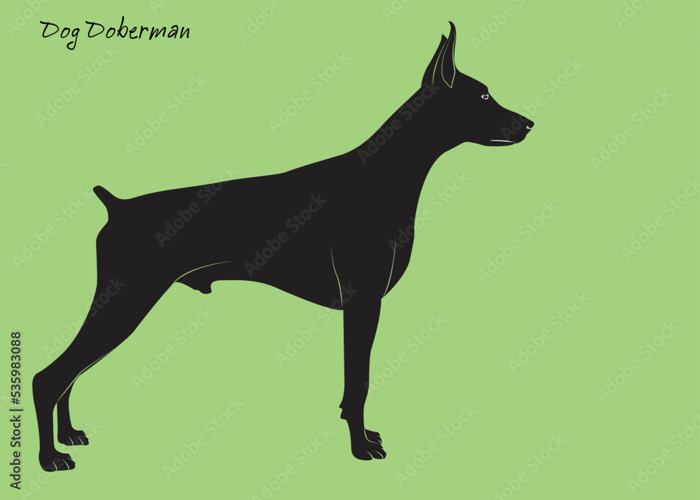 Black Doberman. Vector illustration of dog breeds in flat style. Cute dog. Vector illustration isolated on green background. beautiful standing. Love dog, 