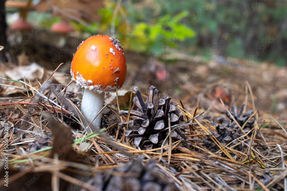 Orange amanita mushroom in pine tree autumn forest. White spotted toadstool poisonous mushroom. Autumn composition wit pine cone and orange amanita mushroom. Selective focus Orange amanita mushroom in pine tree autumn forest. White spotted toadstool poisonous mushroom. Autumn composition wit pine cone and orange amanita mushroom. Selective focus