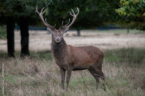 A portrait of a red deer stag standing on a field with trees in the background. He is staring at the camera