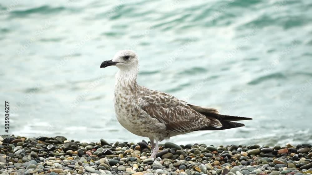 Seagull on the background of the sea close-up. A young seagull walks along the pebble beach and turns its head. Seagull on the background of the sea close-up. A young seagull walks along the pebble beach and turns its head.