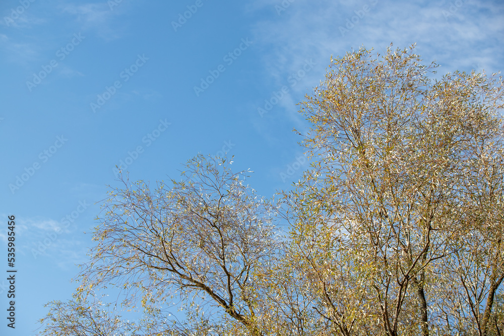 Yellow-green leaves of an autumn tree against a blue sky. Yellow-green leaves of an autumn tree against a blue sky.
