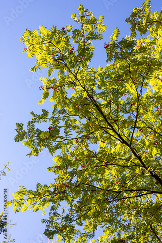 Yellow-green leaves of an autumn tree against a blue sky.