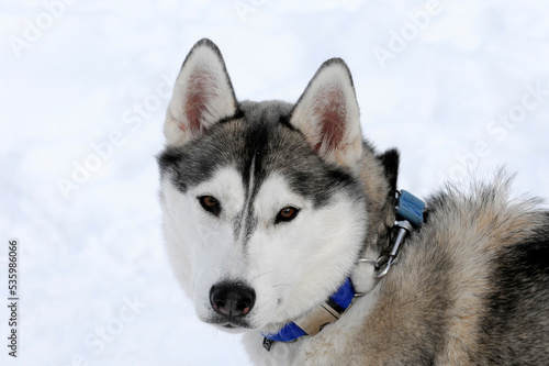 Siberian Huskys  Portrait  6. Internationales Schlittenhunderennen 26. 27. Januar 2013  Inzell  Bayern  Deutschland  Europa