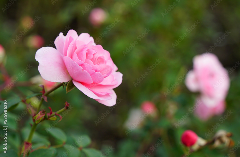 Fototapeta premium Pink rose flower in the garden