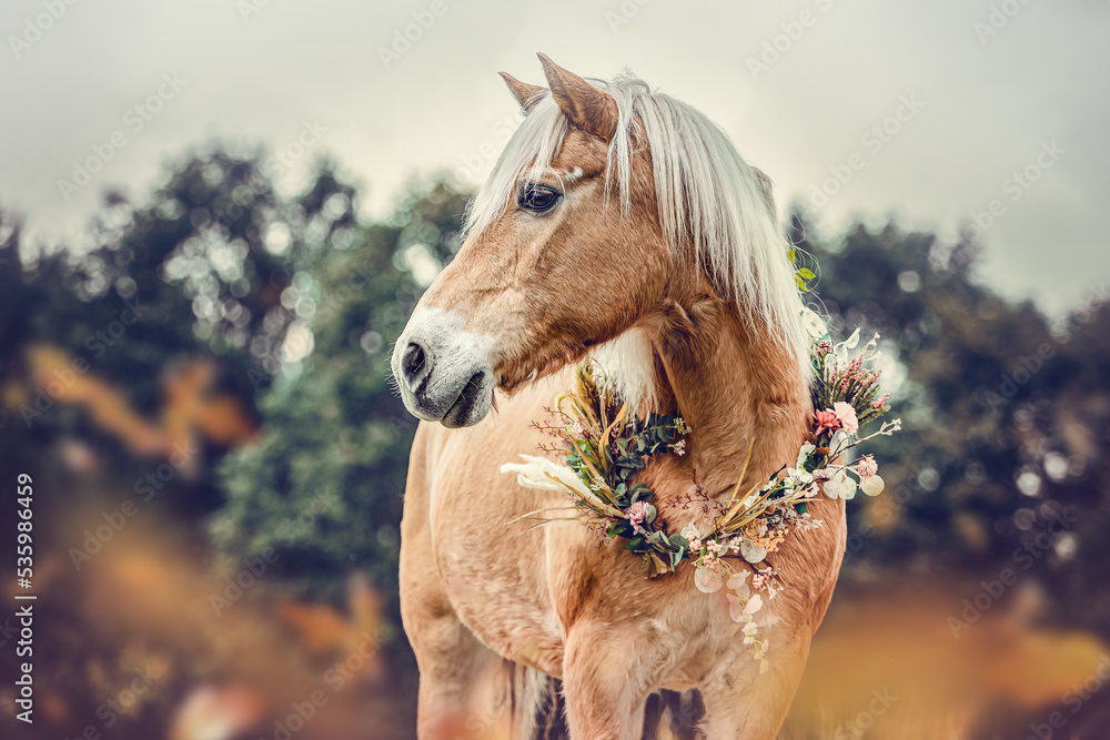 Obraz premium Head portrait of a beautiful adult haflinger horse mare wearing an autumnal flower wreath outdoors