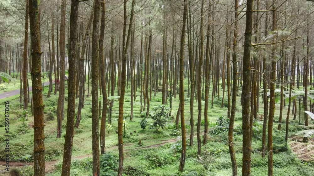 green and fresh pine forest green and fresh pine forest